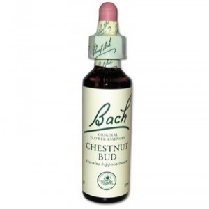 BACH FLOWERS Chestnut Bud - 20 ml bottle (Vincent Bach)