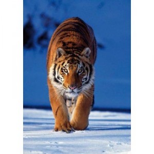Clementoni - 30270 - Puzzle - 500 Pieces - High Quality - Tiger