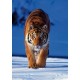 Clementoni - 30270 - Puzzle - 500 Pièces - High Quality - Tigre
