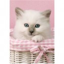 Clementoni-30391-Puzzle 500 pc-Sweet eyes