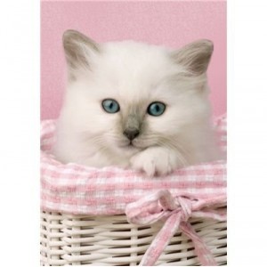 Clementoni-30391-Puzzle 500 pc-Sweet eyes