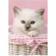 Clementoni-30391-Puzzle 500 pc-Sweet eyes