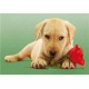 Clementoni-30392-Puzzle 500 pc-Dog with rose