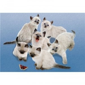 Clementoni-30393-Puzzle 500 pc-Butterfly cats