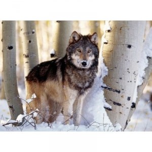 Clementoni - 31955 - Puzzle - 1500 Pieces - High Quality - Winter