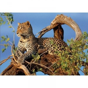 Clementoni - 39019 - Puzzle - 1000 Pieces - High Quality - Jaguar