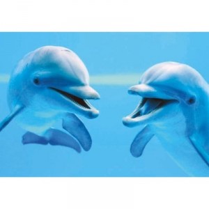 Clementoni - 39020 - Puzzle - 1000 Pieces - High Quality - Dolphins
