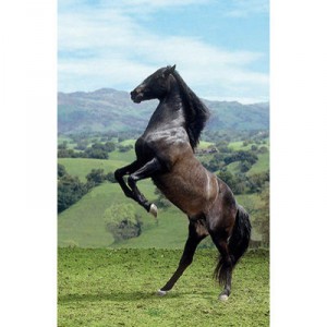 Clementoni - 39021 - Puzzle - 1000 Pieces - High Quality - Black Horse