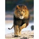 Clementoni-39104-Puzzle 1000 pc-Lion running