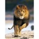 Clementoni-39104-Puzzle 1000 pc-Lion running