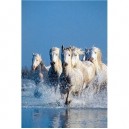 Clementoni-39125-Puzzle 1000 pc-Horses