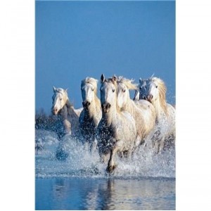 Clementoni-39125-Puzzle 1000 pc-Horses