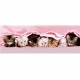 Clementoni-39127-Puzzle 1000 pc-Kittens under blanket