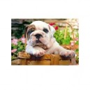 Educa toys Educa - 13759 - Puzzle Adulte 500 pièces - Bull Dog