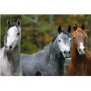 Educa toys Educa - Puzzle 1000 pièces - Chevaux arabes