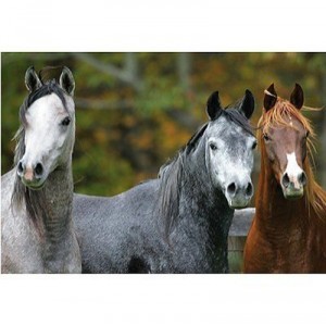 Educa Educa toys - Puzzle 1000 pieces - Arabian Horses