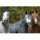 Educa toys Educa - Puzzle 1000 pièces - Chevaux arabes