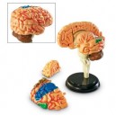 Learning Resources - Modèle de cerveau - Langue: anglais (Import Grande Bretagne)