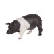 Papo - 51138 - Figurine - Animaux - Truie - Noire et Blanche