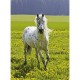 Ravensburger - 13169 - Puzzle Enfant - Vie sauvage - 300 Pièces