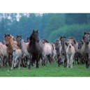 Ravensburger - 19187 - Puzzle - Troupeau de Chevaux - 1000 Pièces