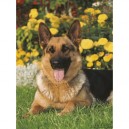 Ravensburger - Puzzle - Berger Allemand Adulte