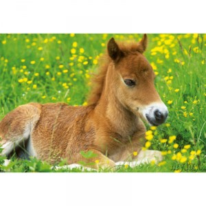 Schmidt Spiele Schmidt - 55057 - Kids Puzzle - Adorable foal - 150 pieces