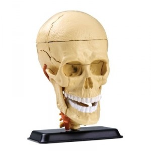 Trends UK National Geographic - 37/NG49 - Educational Game - Skull's Construction Kit